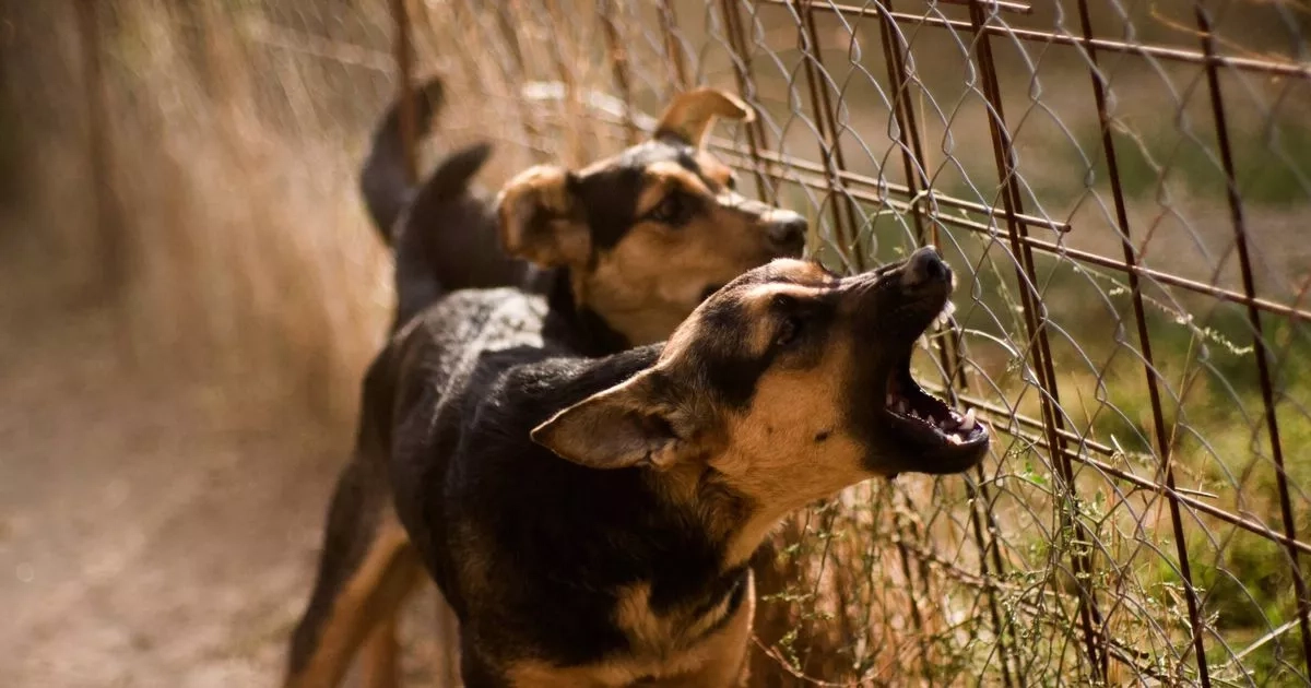 Woman prosecuted after barking dogs made neighbour's life a misery