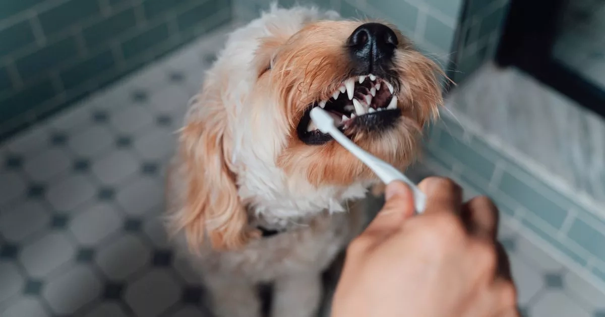 Three things vet says will help your dog live longer