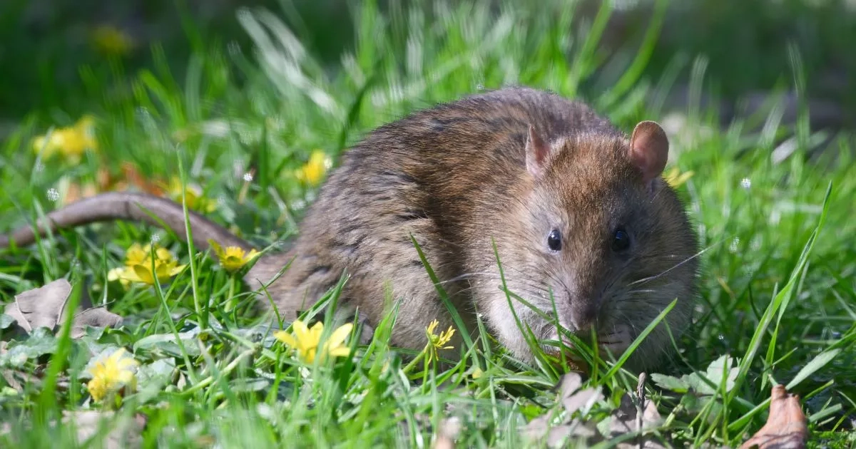 Common item you should never leave outside in May as it will attract rats