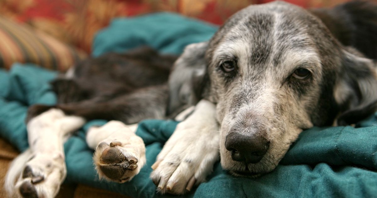 Four key signs of ‘dementia' in dogs affecting one in three pets