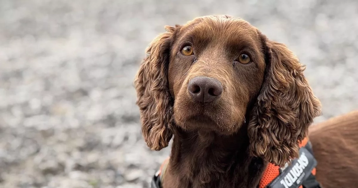 Dog returned from snaffle in undergrowth with bag jammed with thousands of pounds