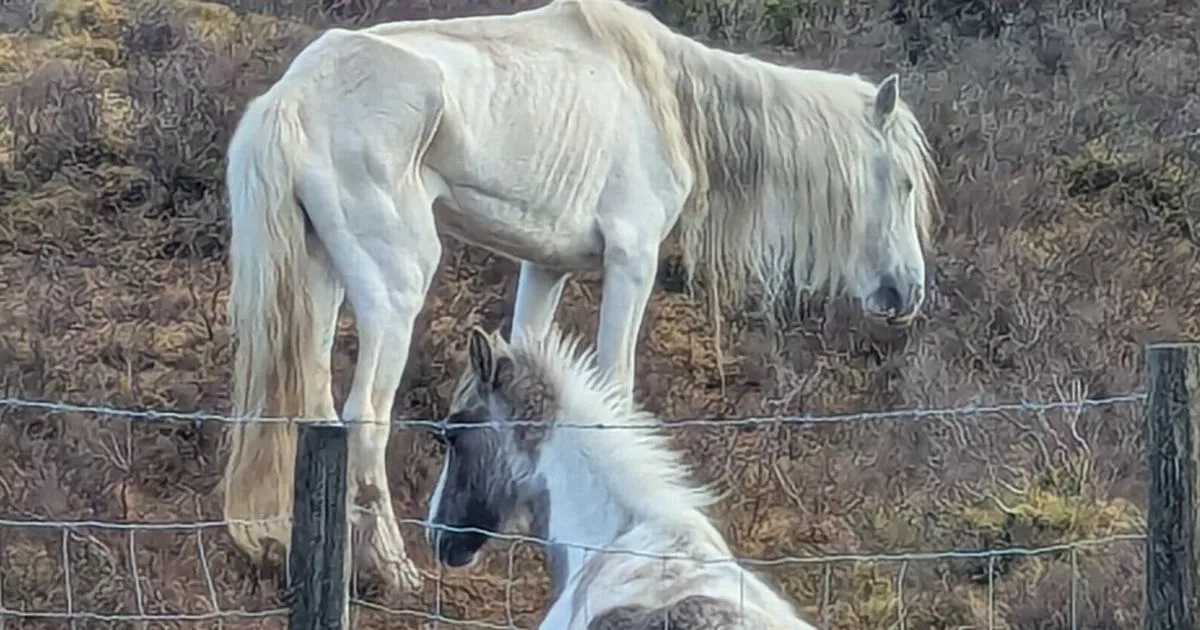 Emaciated ponies found living among dead animals in field