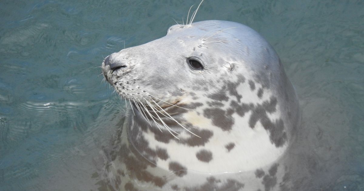It only costs pennies but this is wreaking havoc on Wales' seals