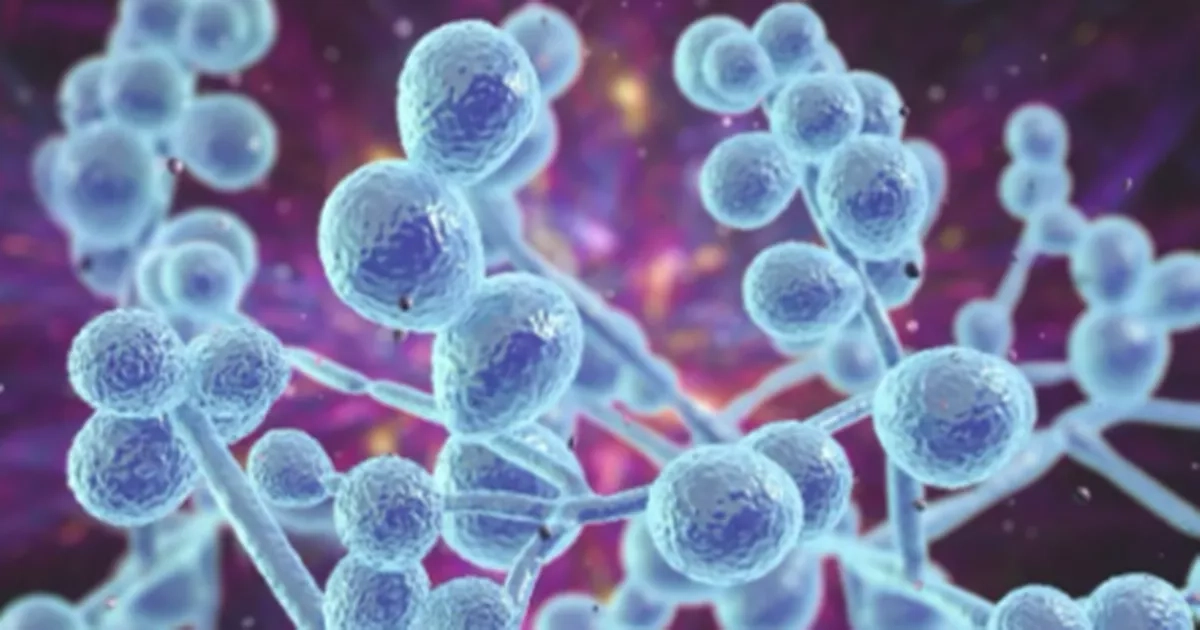 Experts warn of 'growing concern' over fungus which is a 'threat to humanity'