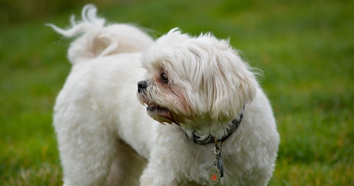 Man gets most 'petty' revenge on neighbour who left his dog barking at 3am