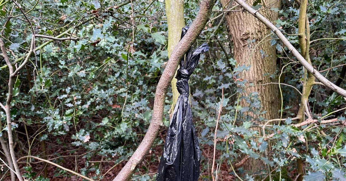 The dog poo bags making riverside shrubbery resemble Christmas trees
