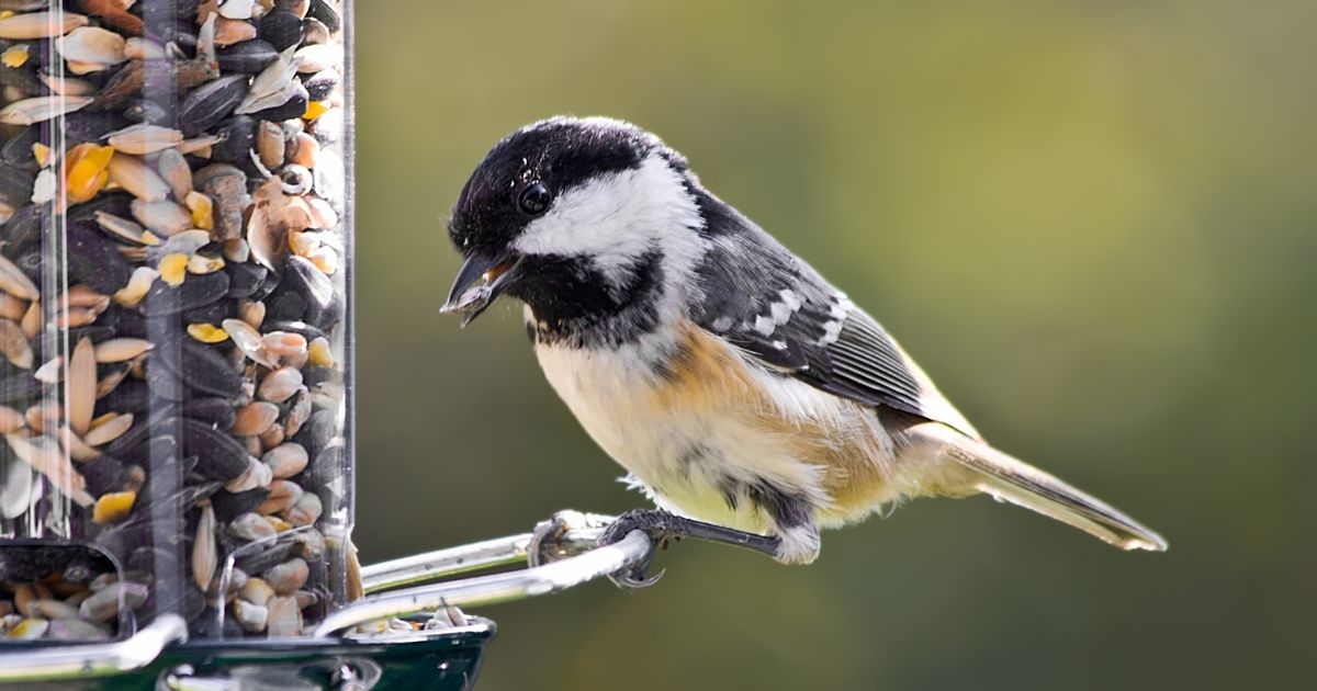 'Favourite foods' of garden birds - and how to stop squirrels from stealing them