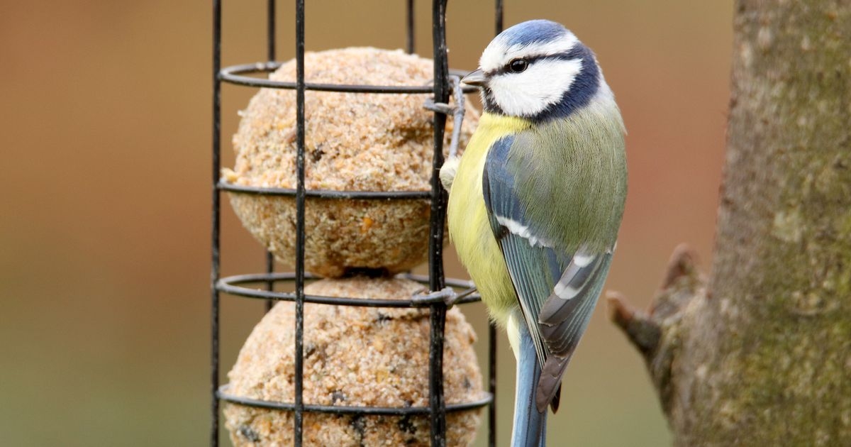 Anyone feeding birds 'fat balls' in garden urgently asked to reconsider