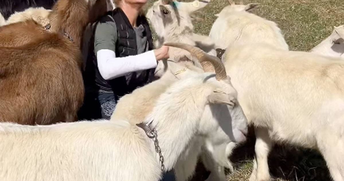 Clarkson's Farm's Lisa Hogan warns 'there goes your camera' in series five havoc