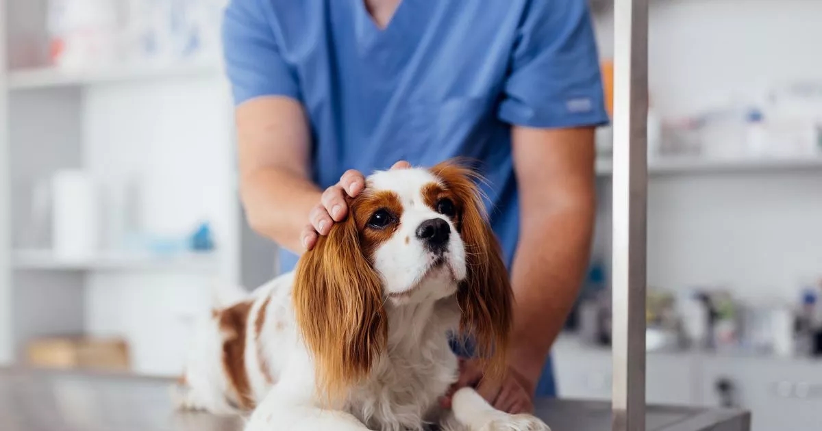 Vet says commonly ignored signs in your dog may mean something is wrong