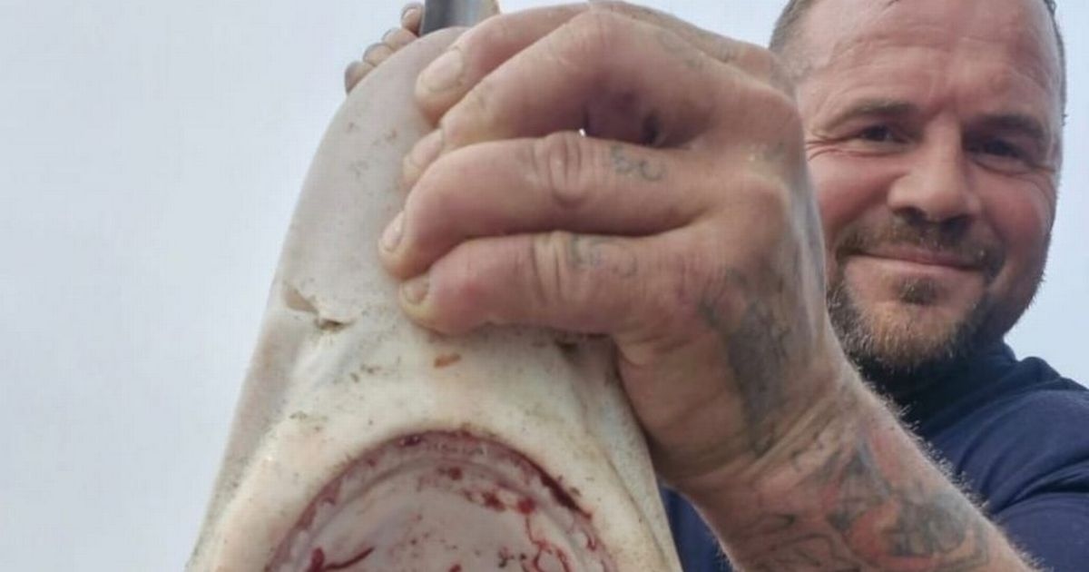 Rare shark caught at Welsh beach while people were swimming