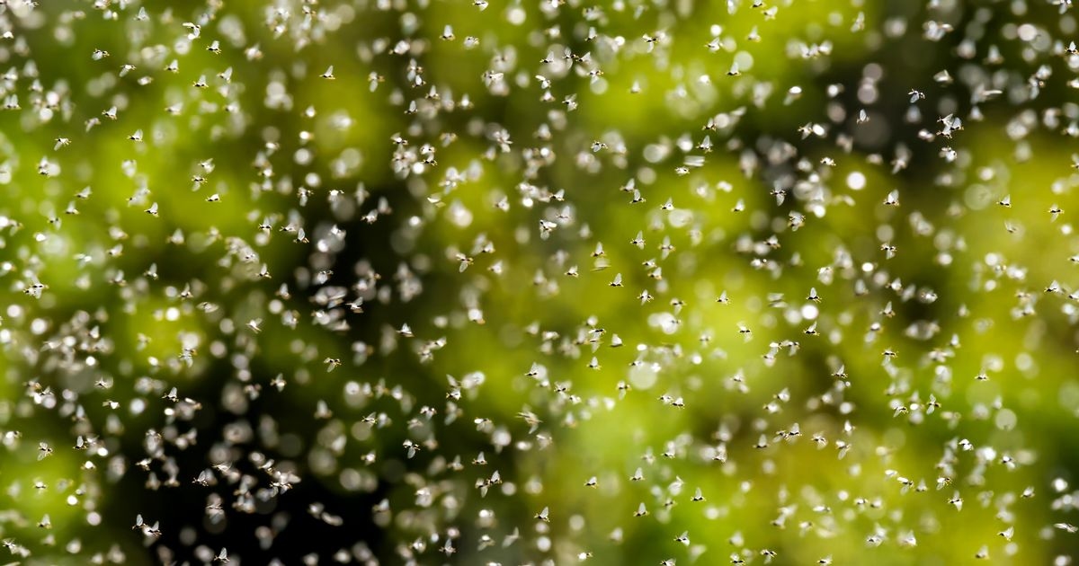 Flying Ant Day 2025 to be one of biggest in recent memory, experts say