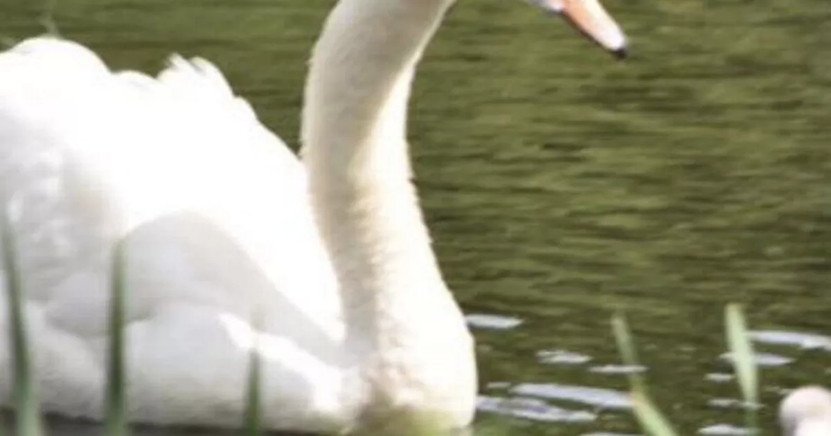 Police investigate shocking attacks on swans that has left several birds dead and injured