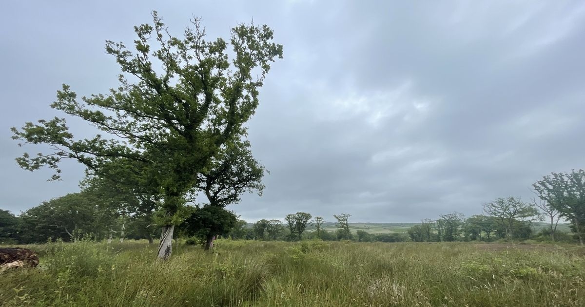 Bright future for felled forest as Wildlife Trust creates new nature reserve on Gower