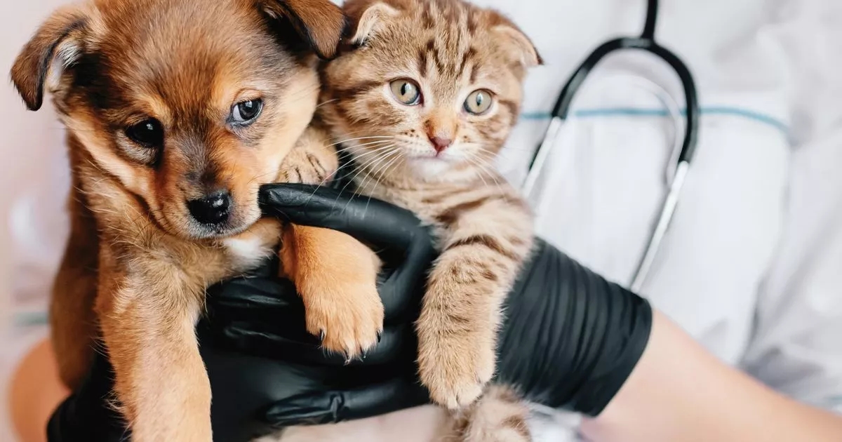 Human names top the trend for cats and dogs in 2025