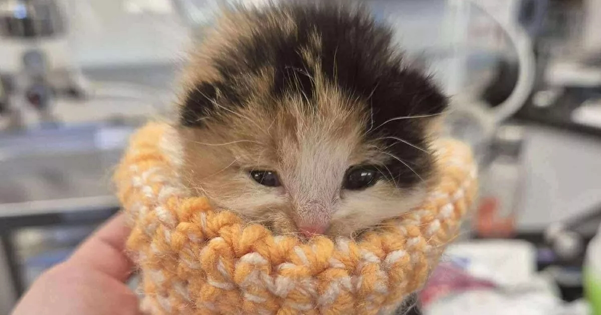 Charity makes desperate plea after death of four kittens
