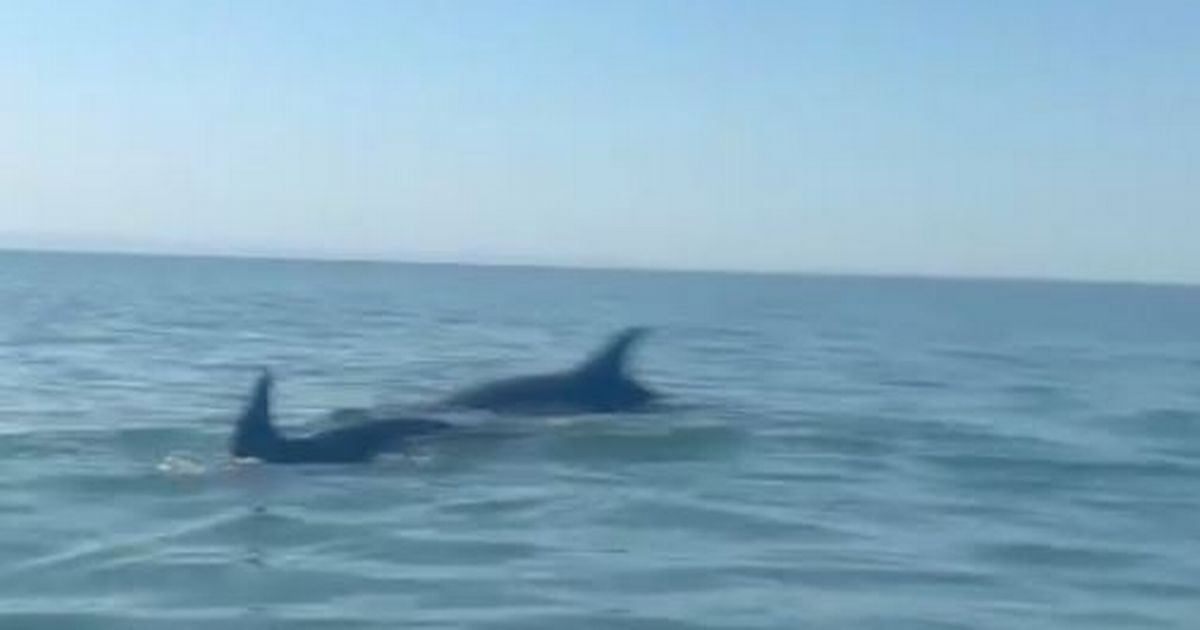 Kayakers treated to rare dolphins sighting off Welsh beach