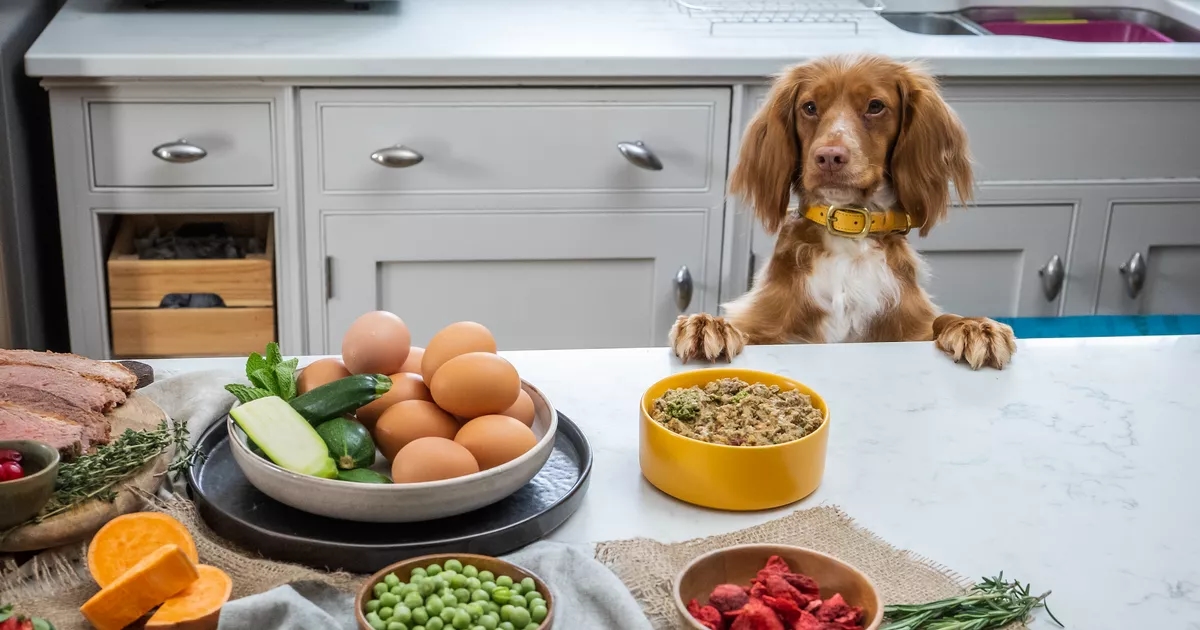 The Summer Health Plan Your Dog Didn't Know They Needed