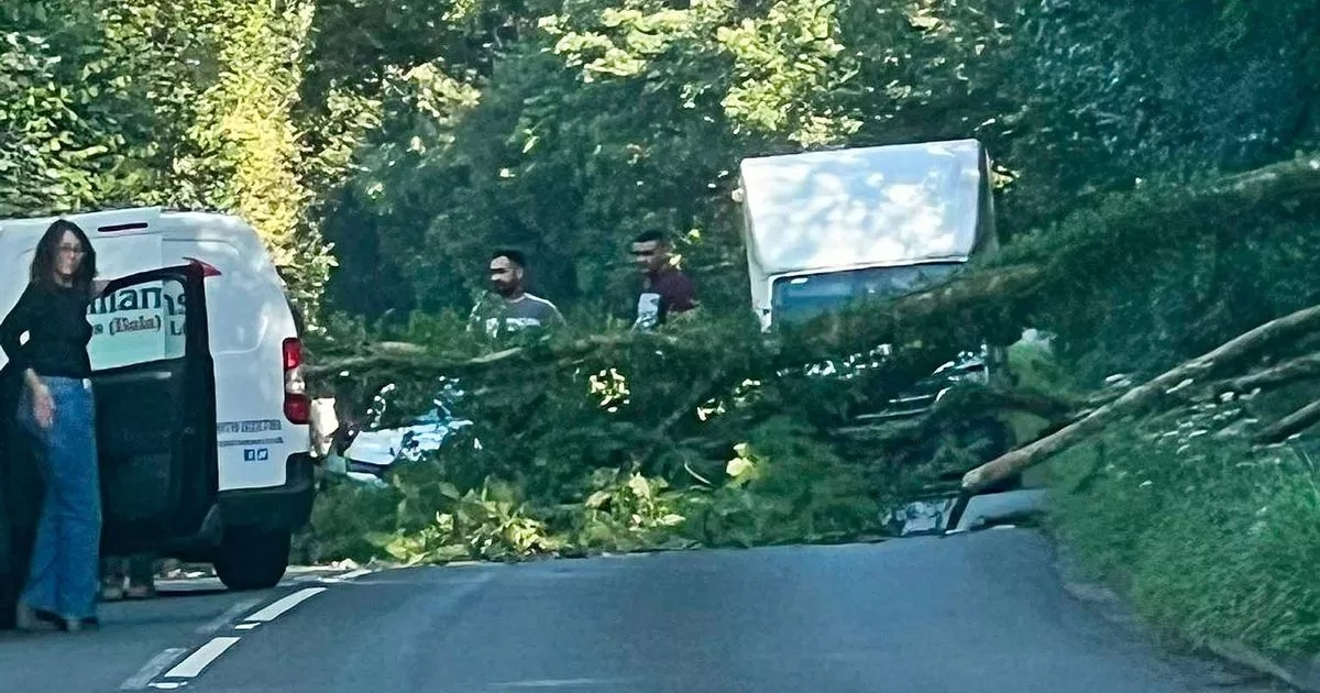 Lucky escape for driver as tree falls on car on busy Welsh road