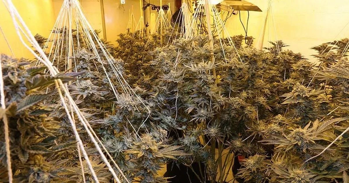£600k ‘slavery' drugs plant found inside old tyre service warehouse