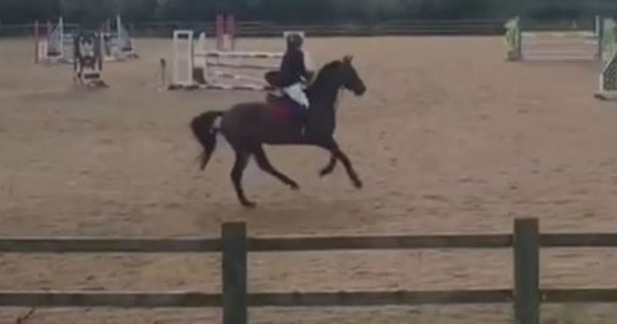 Community 'deeply saddened' after Welsh school teacher dies in horse fall