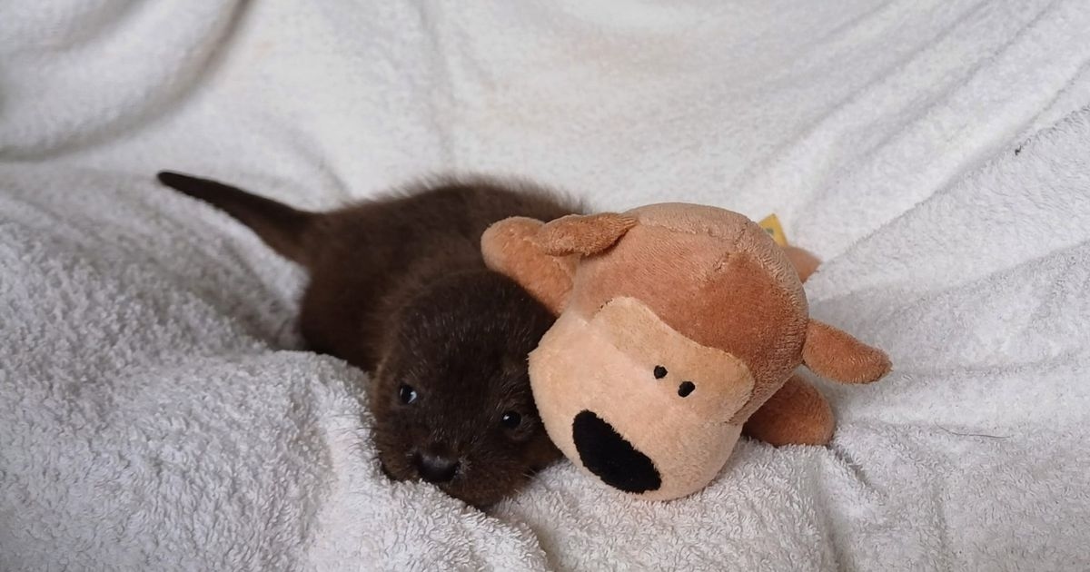 People heard squeaking near a stream and the answer was impossibly cute