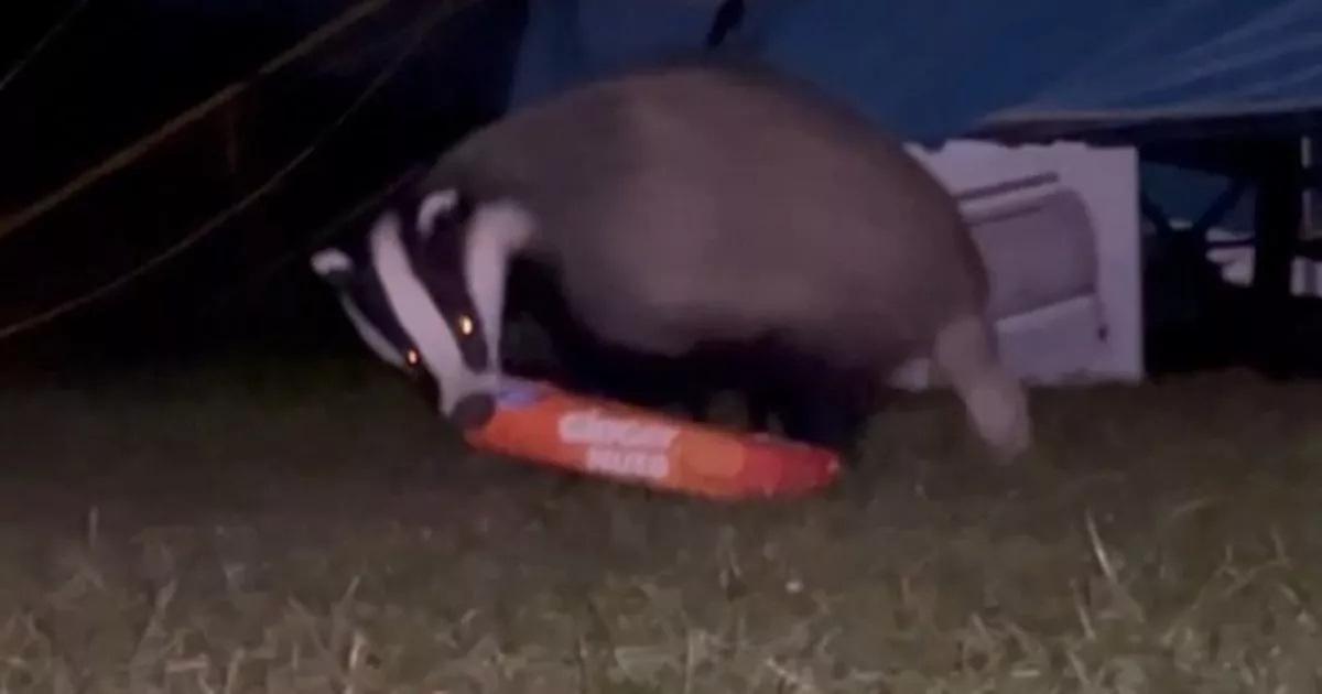 Welsh campsite raided by badgers on the hunt for bacon and Billy Bear ham