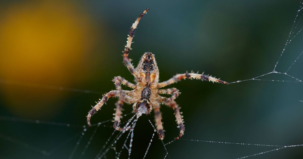 Spider mating season awaits but techniques can keep out insects they want