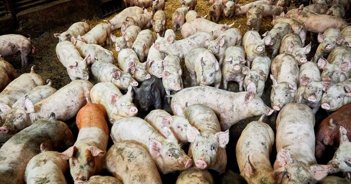 Asda and Tesco pull pork from 'Red Tractor' supplier after allegations