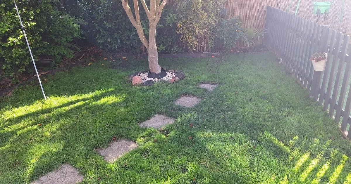 'This fast-growing grass seed repaired my lawn in a couple of weeks'