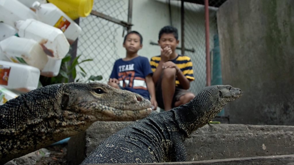 Watch water monitor lizards look for food in Bangkok