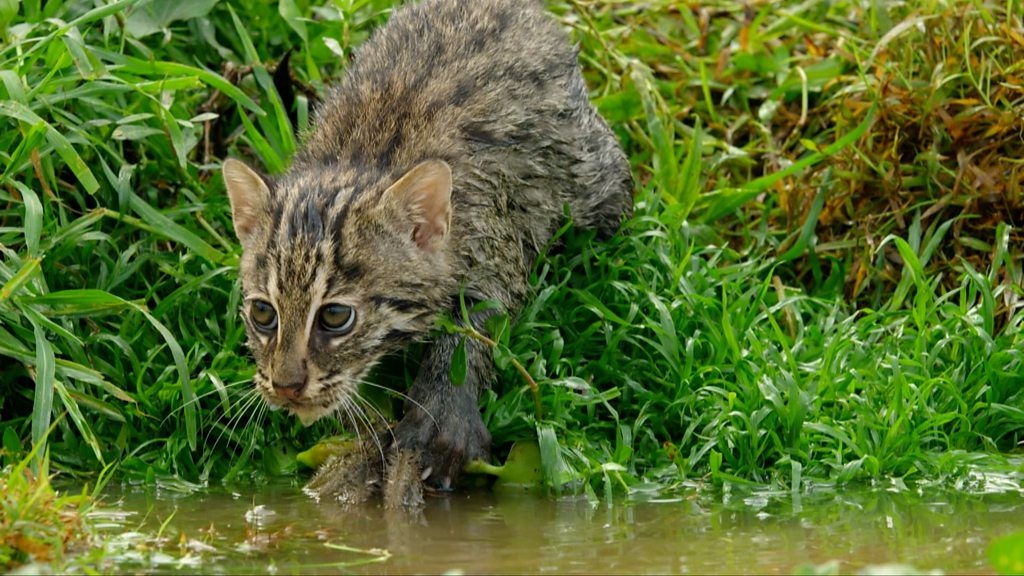 Watch kitten try to catch fish for the first time