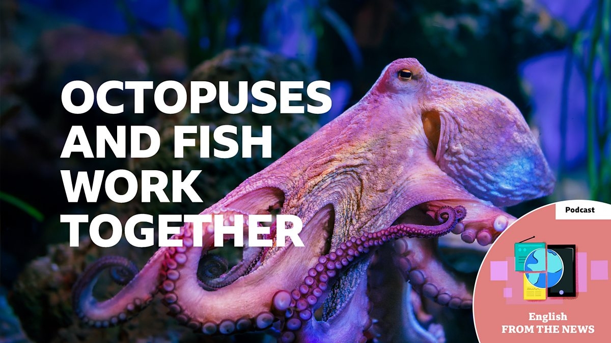BBC Learning English - Learning English from the News / Octopuses and fish work together