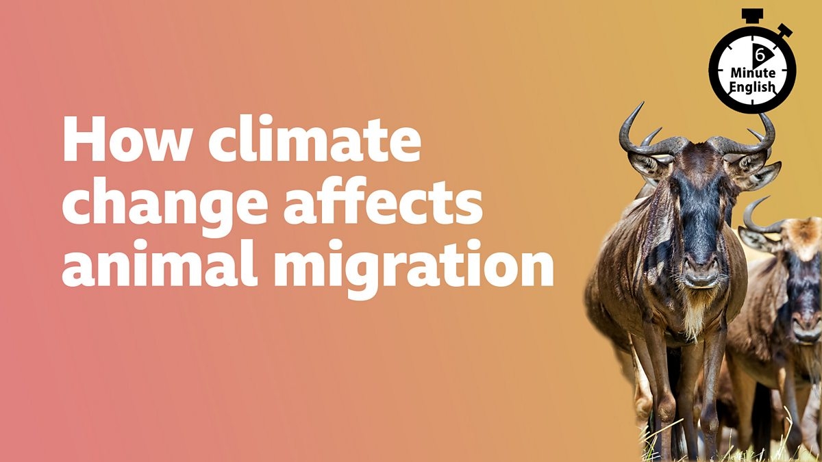 BBC Learning English - 6 Minute English / How climate change affects animal migration