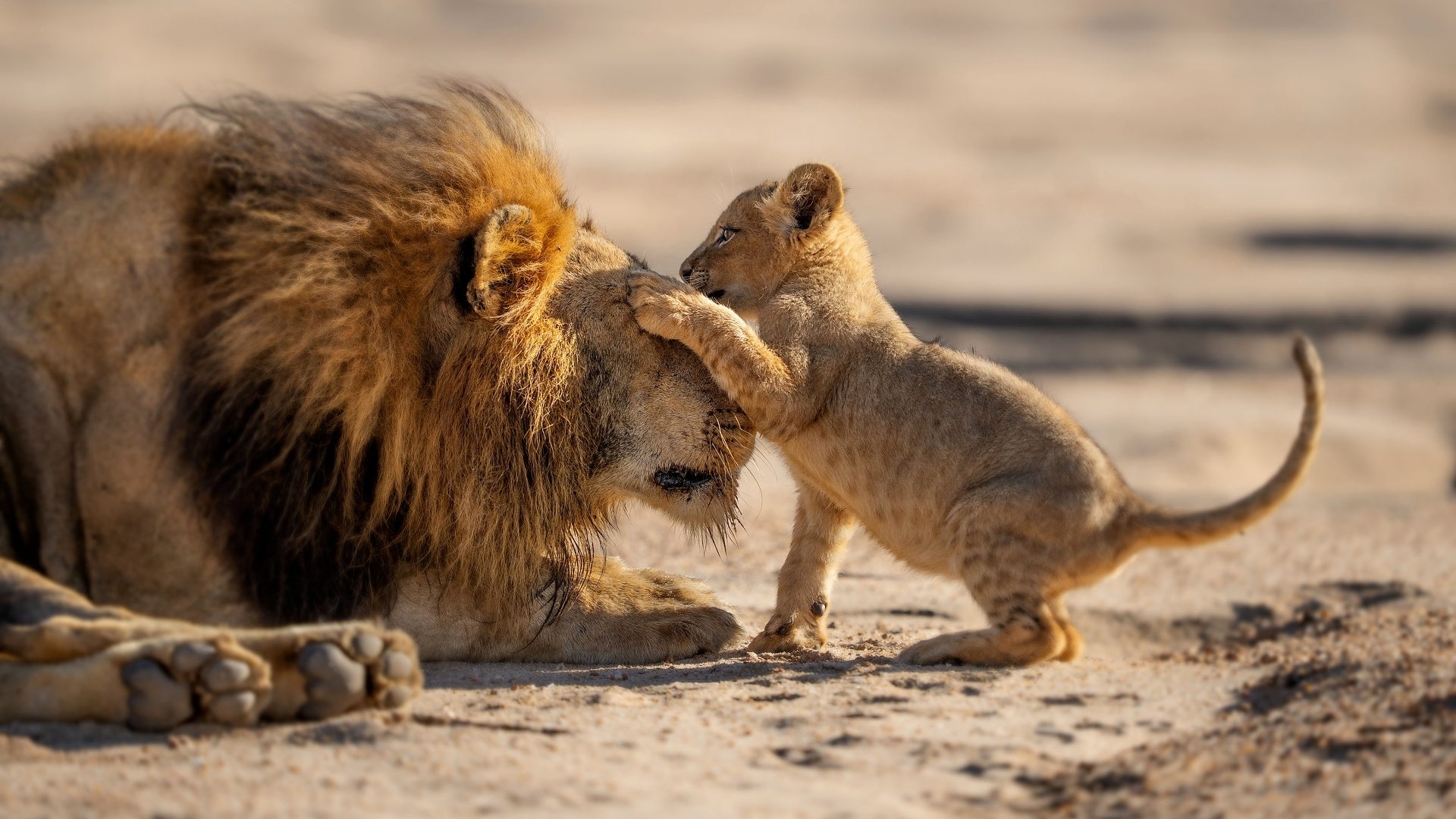 Parenthood - Everything you need to know about the new wildlife series