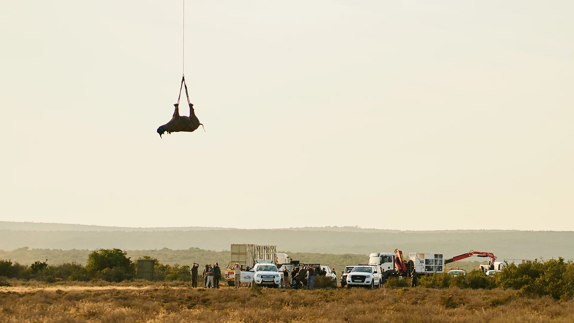 How do you re-home a rhino by helicopter? Upside down