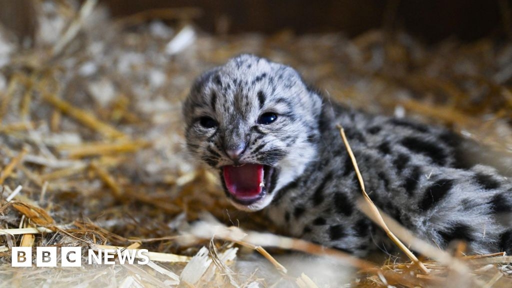 Kent's rare snow leopard cub dies after just one month