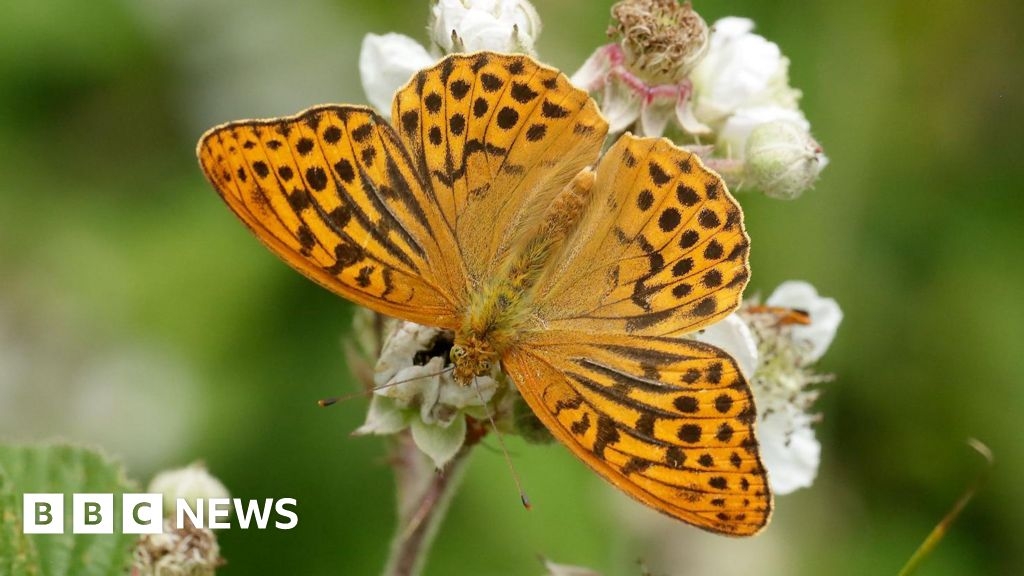 Devon butterfly recorder warns of concerning species decline
