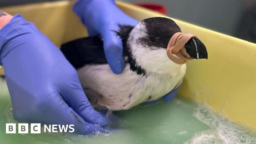 Bird's death leads to warning of pollution event