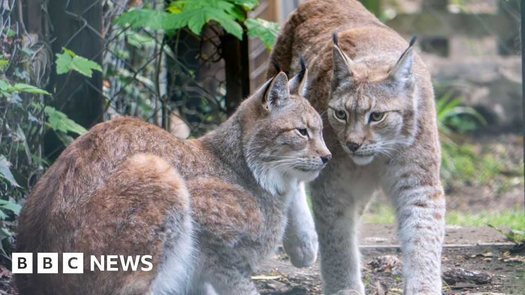 Lynx siblings from Kent on 'holiday' in Devon