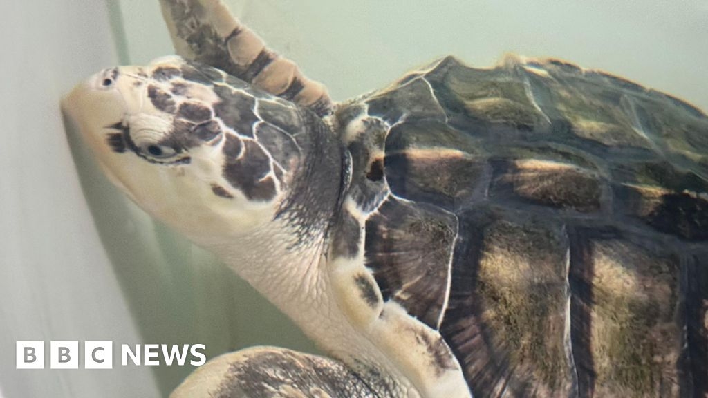 Kemp's ridley sea turtle stranded in Wales after Donald Trump aid freeze