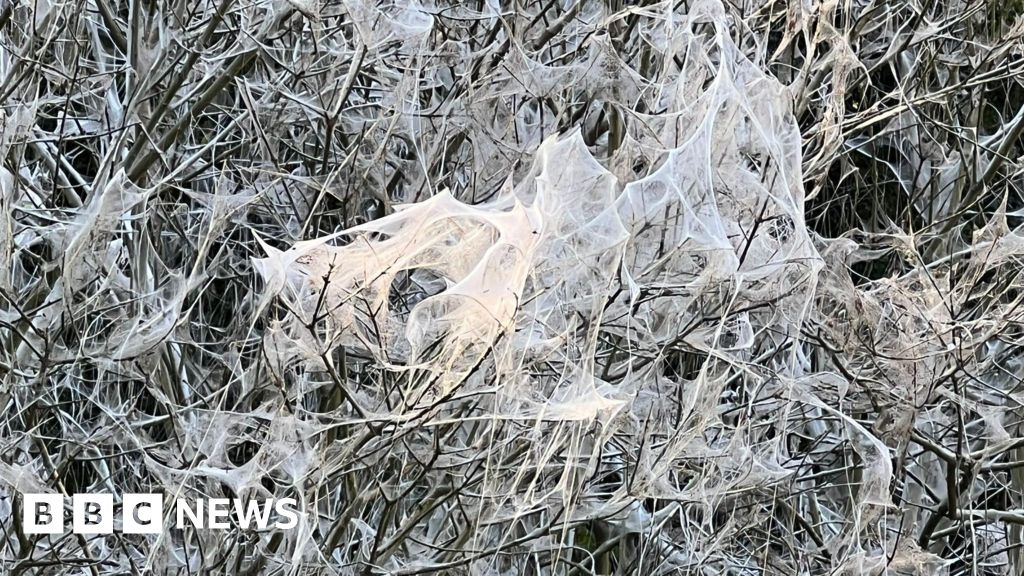 Caterpillars make winter wonderland-style spectacle