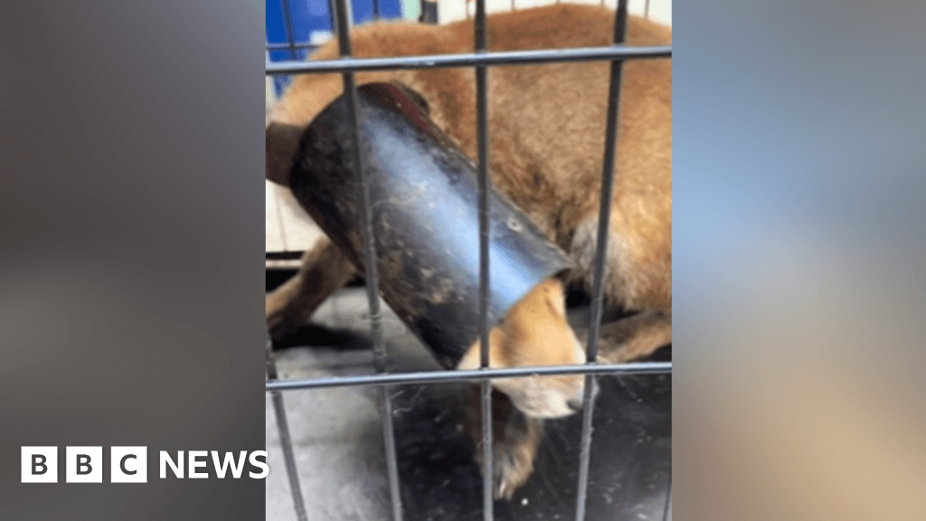 Leicestershire vets free fox cub from drainpipe stuck on head