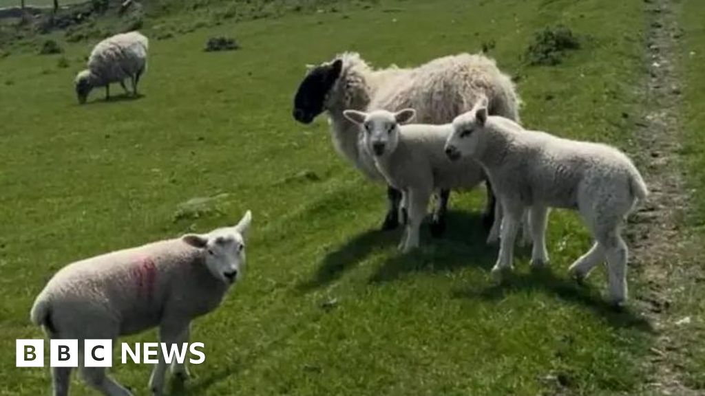 No rise in bluetongue risk due to Isle of Man TT, minister says