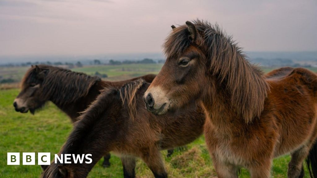 Rare ponies released on Horwich moorland in conservation drive