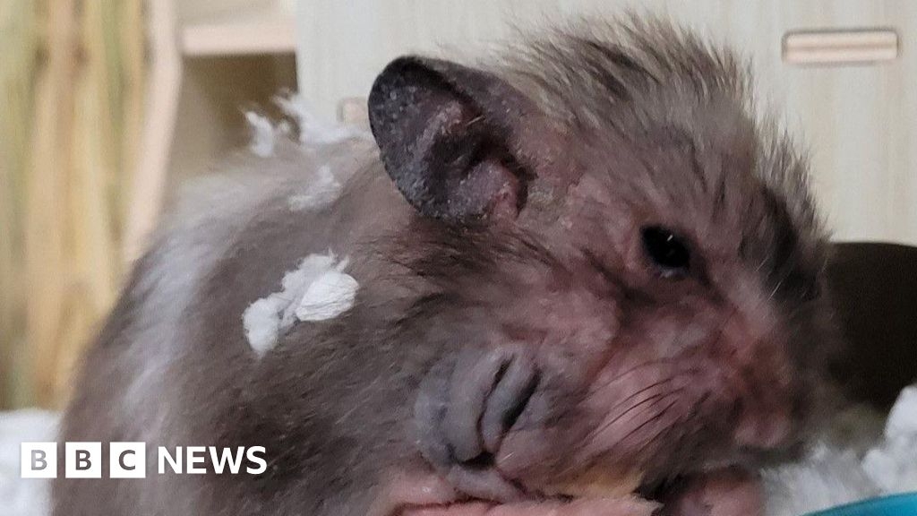 Hamster abandoned near Milton Keynes bins recovering RSPCA says