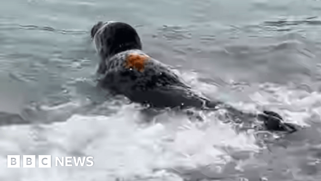 Public asked to report sightings of seal pup on Jersey shore