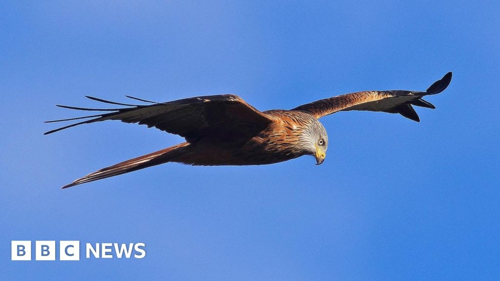 Red Kite found shot dead near Strathdon in Aberdeenshire
