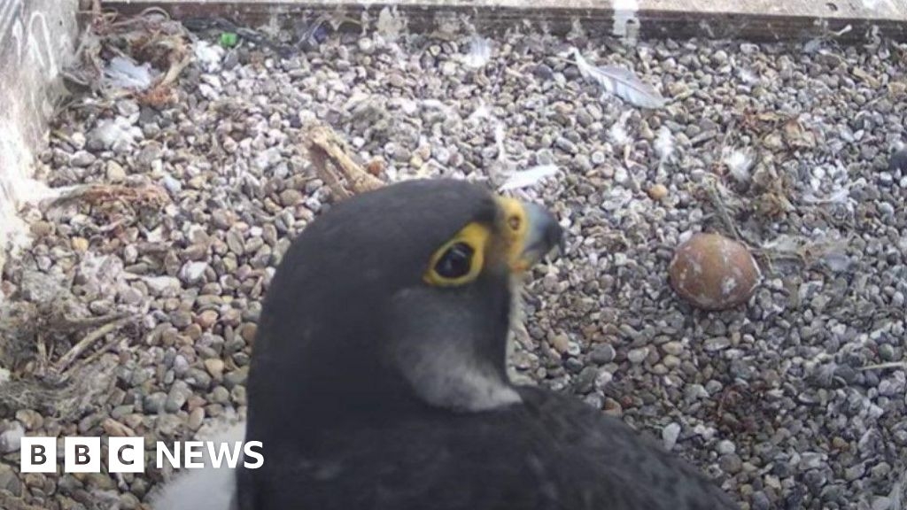 Second Worcester Cathedral peregrine chick dies