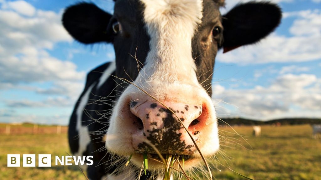 NI farming: New blueprint to eradicate bovine TB published